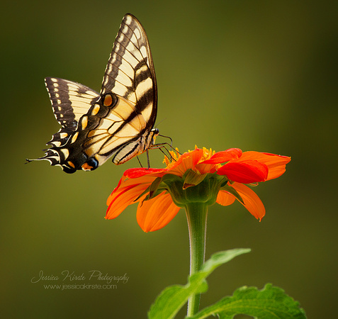 Backlit Eastern Tiger Swallowtail on Mexican Sunflower