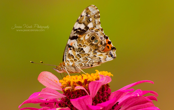 Painted Lady On Pink Zinnia