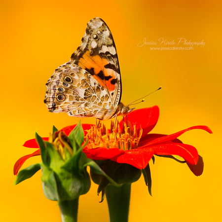 Painted Lady on Mexican Sunflower