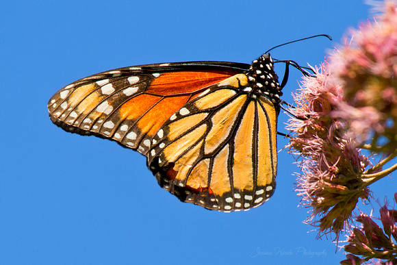 Monarch On Milkweed Plant