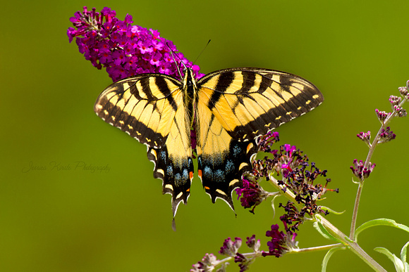 Eastern Tiger Swallowtail On Butterfly Bush