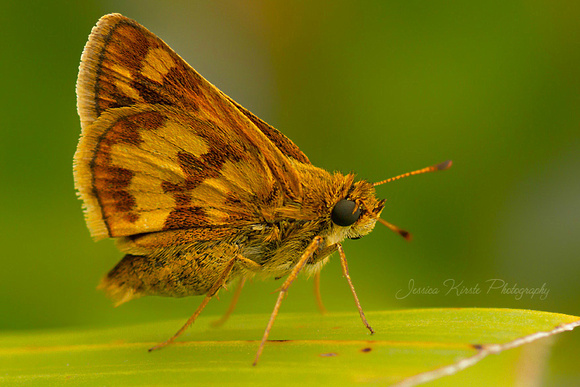 Peck's Skipper Butterfly