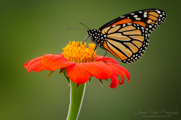 Monarch On Mexican Sunflower