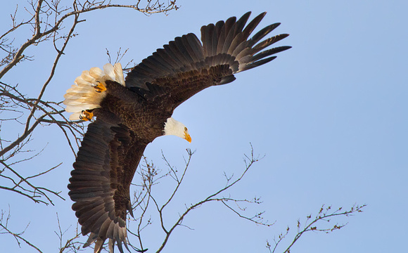 Bald Eagle Take Off