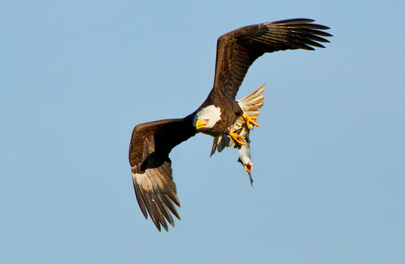 Bald Eagle & Catch