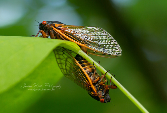 17 Year Cicadas Mating