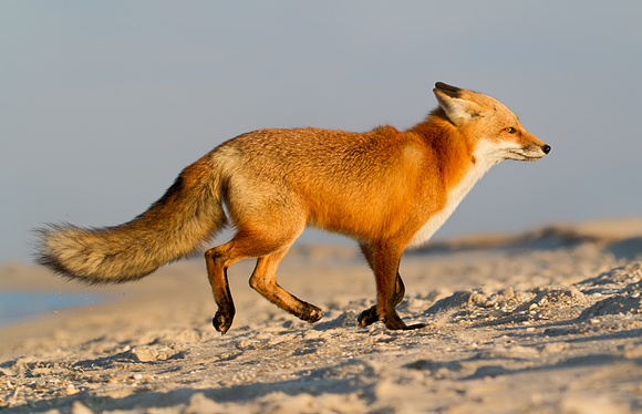 Red Fox Running On Beach