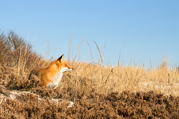 Red Fox at Home