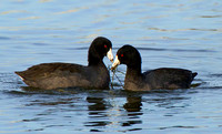 American Coots in Love...