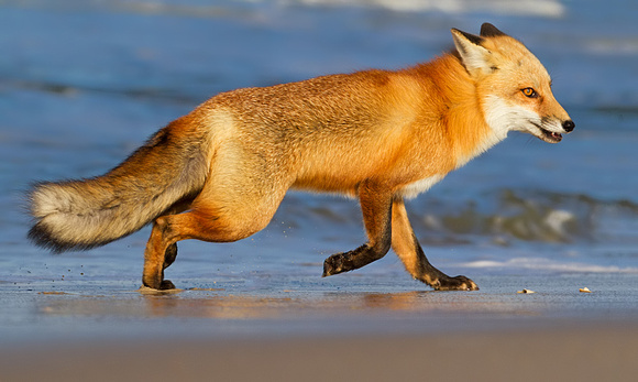 Red Fox Running the Beach