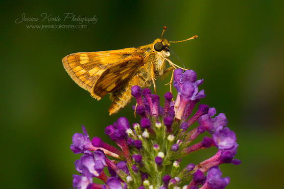 Peck's Skipper on Butterfly Bush