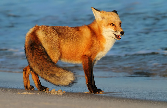 Red Fox Near the Surf