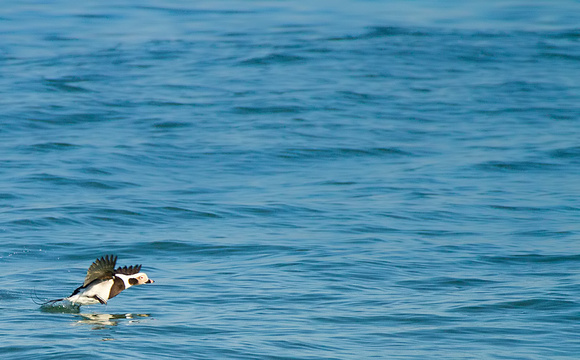 Lone Long-tailed Duck