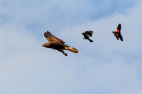 Red Tailed Hawk Being Mobbed by Red Winged Black Birds