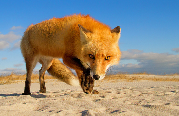 Red Fox Investigates