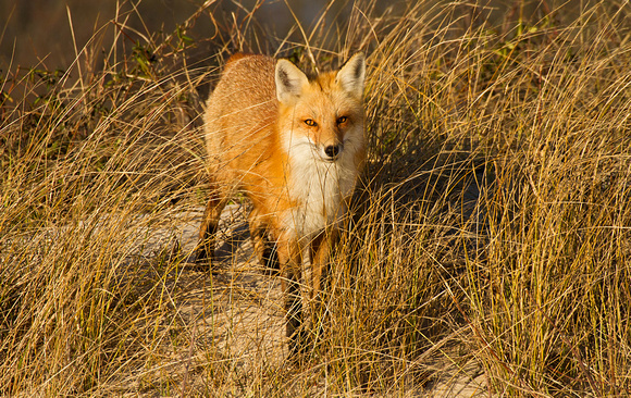 Fox in Beach Grasses