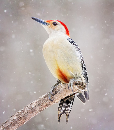 Red-bellied Woodpecker in the Snow
