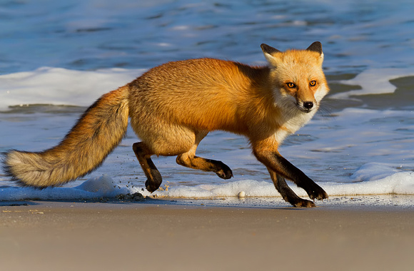 Red Fox Running Near the Surf
