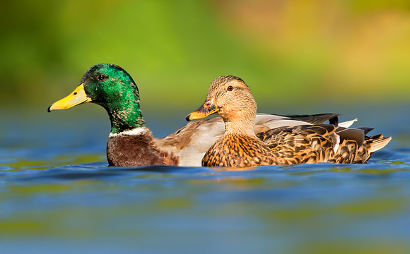 Ducky Duo