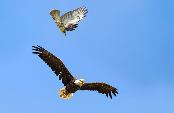 Juvenile Hawk Attacking Eagle