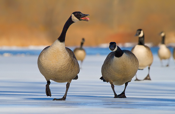 Canada Geese On Ice