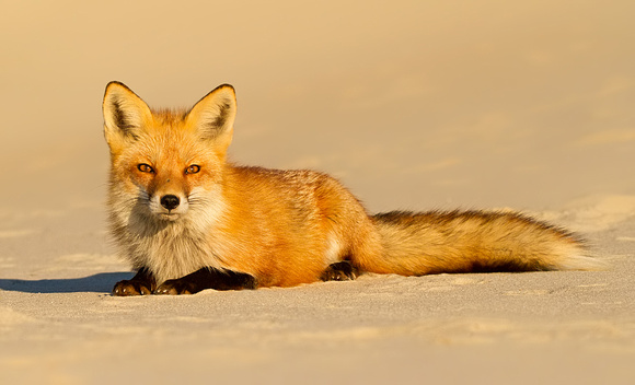 Little Fox in Golden Light