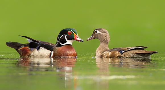 Wood Ducks in Love