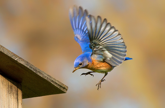 Eastern Bluebird Coming in to Land
