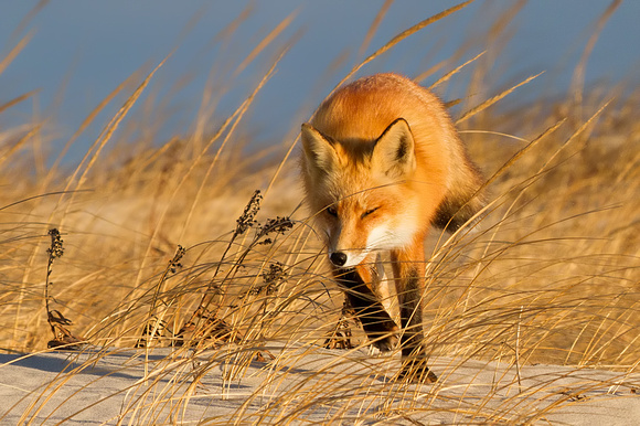 Red Fox in Evening Light