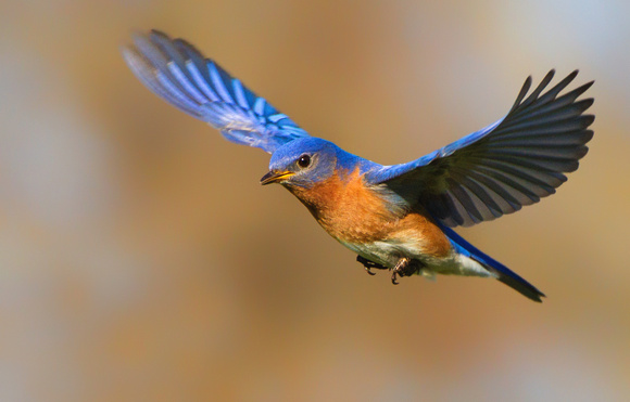 Eastern Bluebird in Flight