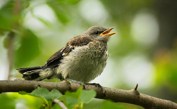 Mockingbird Chick