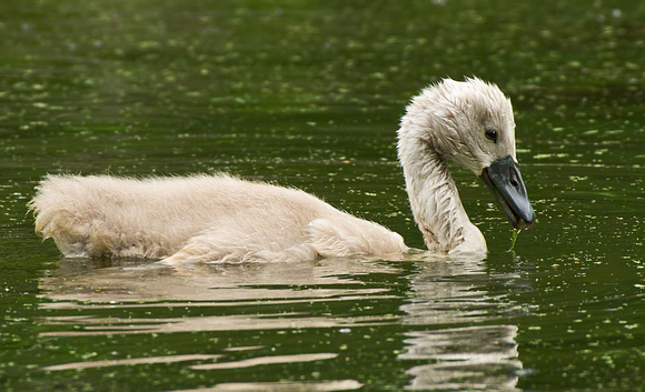 Cygnet (Baby Mute Swan)
