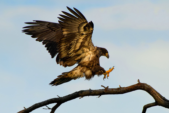 Juvenile Bald Eagle Coming in to Land