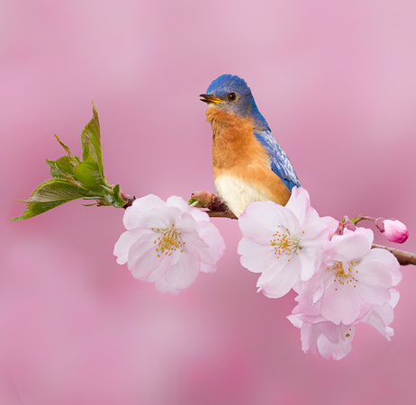 Bluebird On Cherry Blossoms