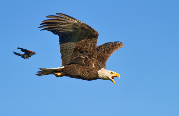 Red-winged Blackbird Chasing Eagle