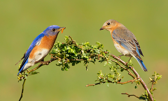 Eastern Bluebird Happy Couple
