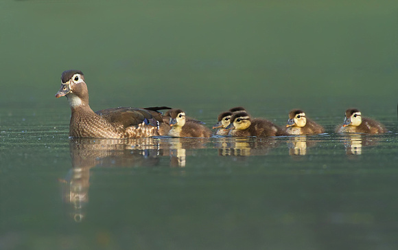 Wood Duck & Babies in the Fog