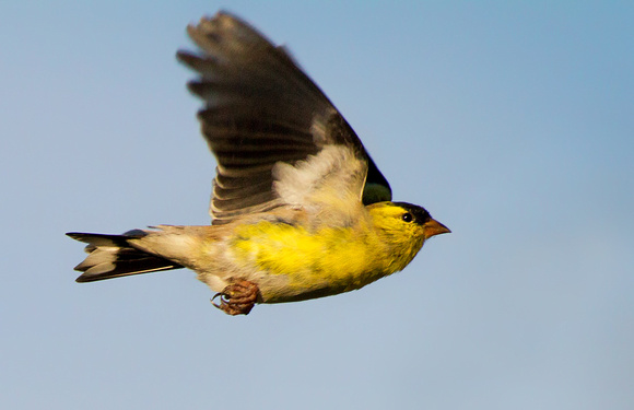 American Goldfinch in Flight