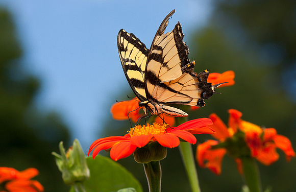 Eastern Tiger Swallowtail on Mexican Sunflower