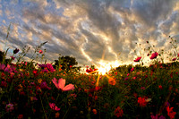 Cosmos at Sunset
