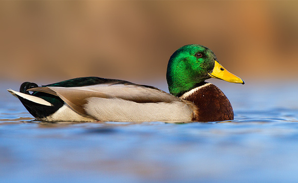 Drake Mallard Duck
