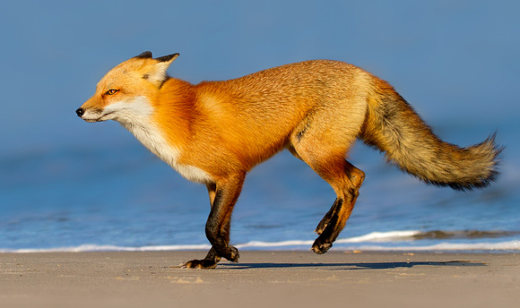 Red Fox Prancing Down the Beach