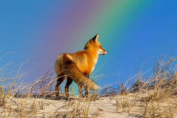 Red Fox Admires Rainbow
