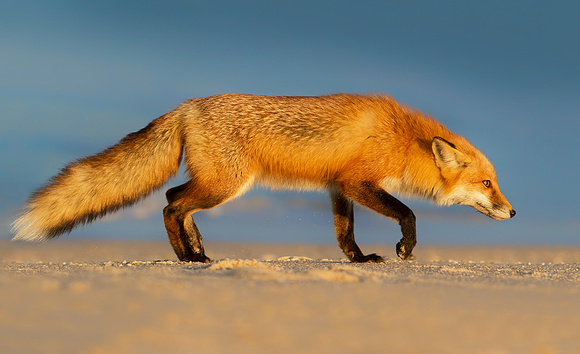 Fox On the Prowl