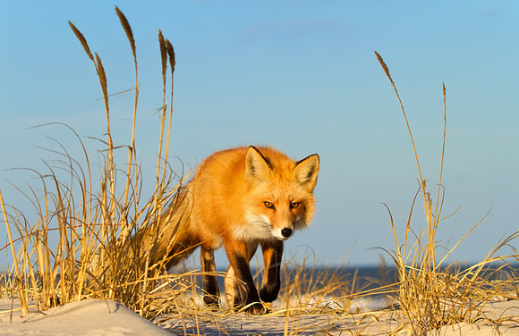 Fox at the Beach