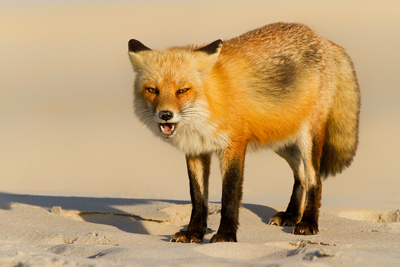 Red Fox During the Golden Hour