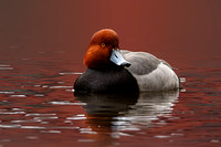 Redhead Duck