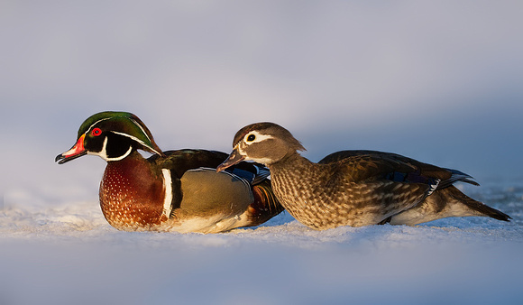 Woodies in the Snow
