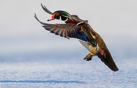 Wood Duck Coming in to Land