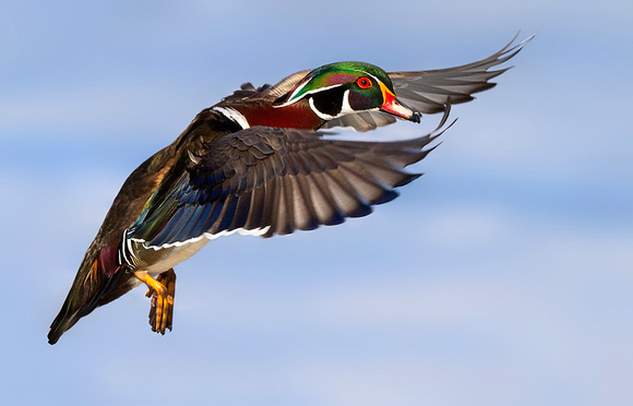 Wood Duck in Flight